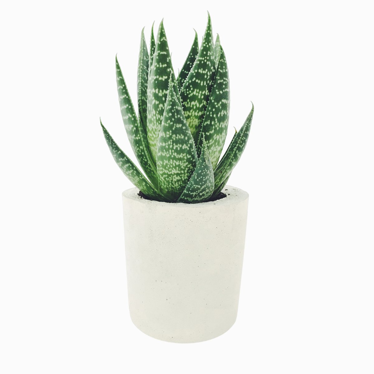 Алоэ "Невера"