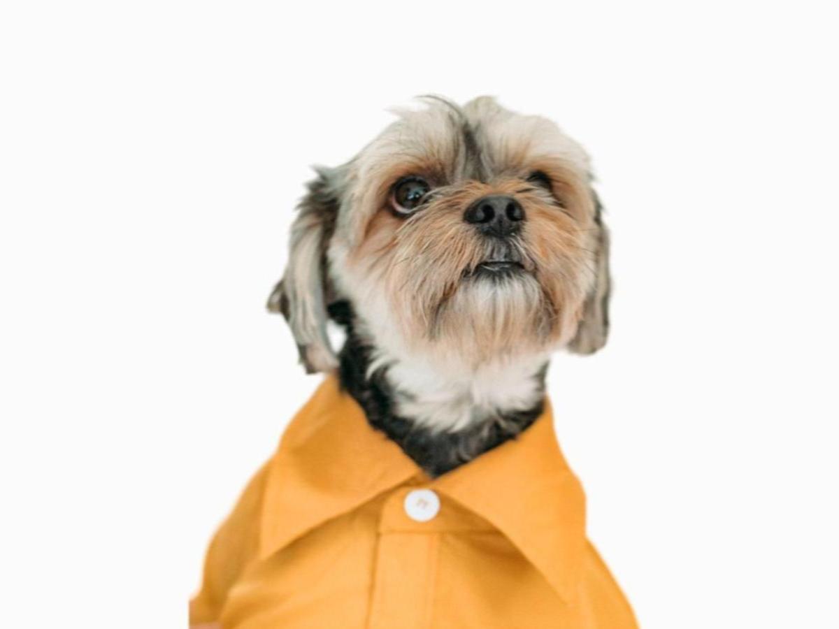 Рубашка для собак "Pretty pet"